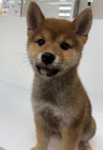 柴犬