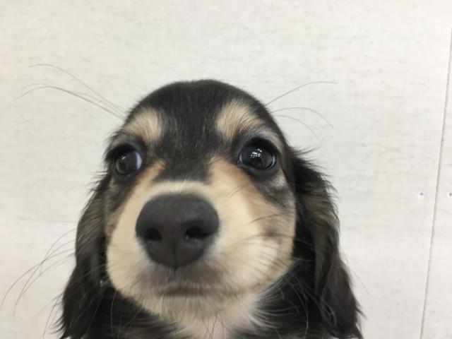 MIX
