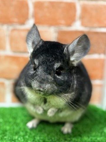 チンチラ