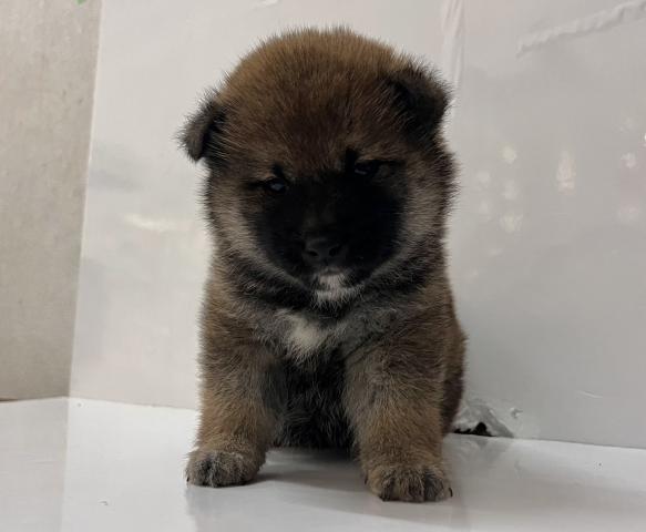 柴犬