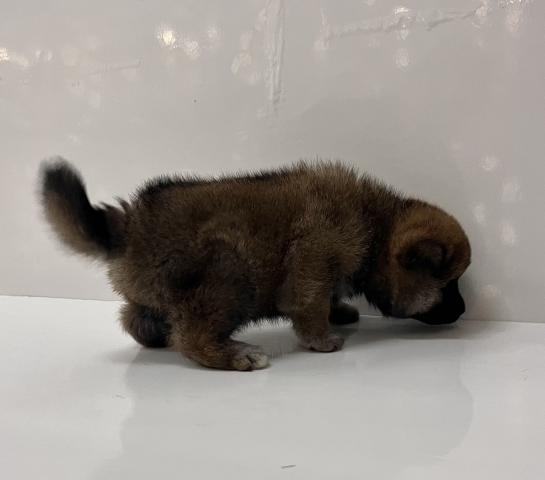 柴犬