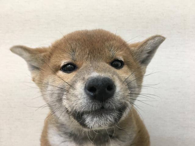 柴犬