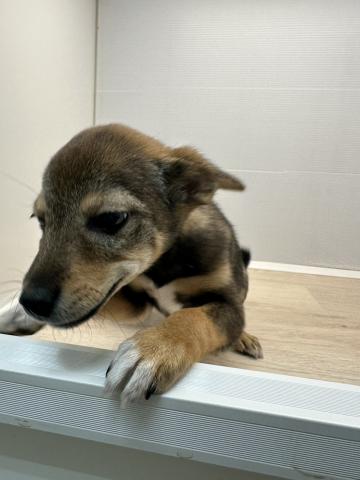 MIX柴犬×wコーギー
