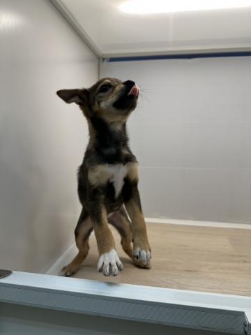 MIX柴犬×wコーギー