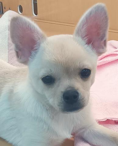チワワ×柴犬