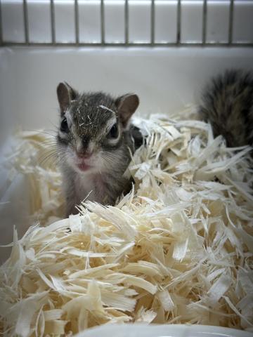 シマリス