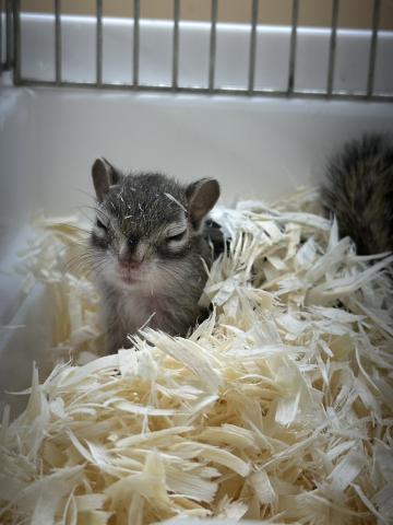 シマリス