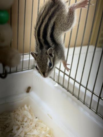 シマリス