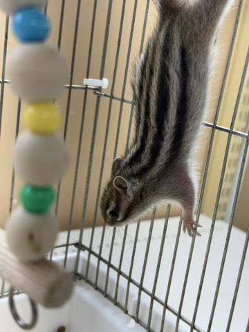 シマリス