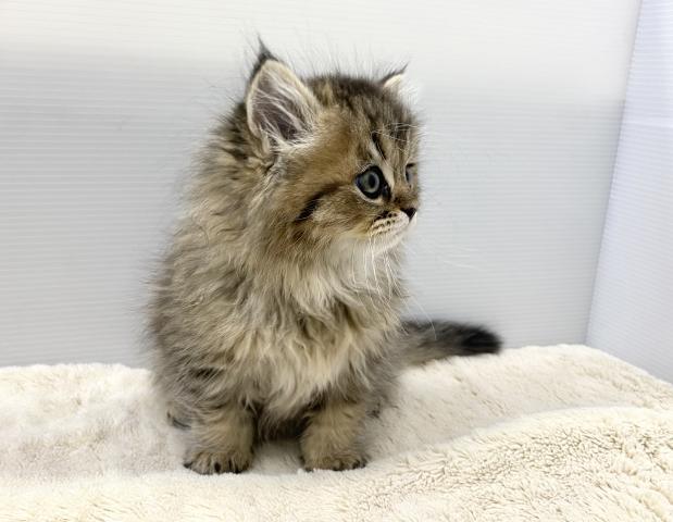 ペルシャ・ヒマラヤン