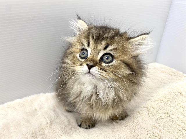 ペルシャ・ヒマラヤン