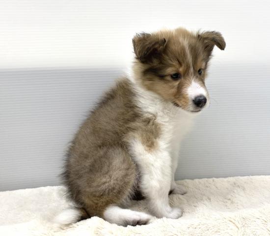 シェットランドシープドッグ