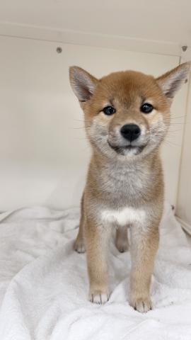 柴犬