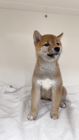 柴犬