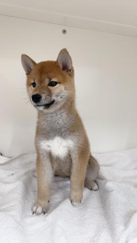 柴犬