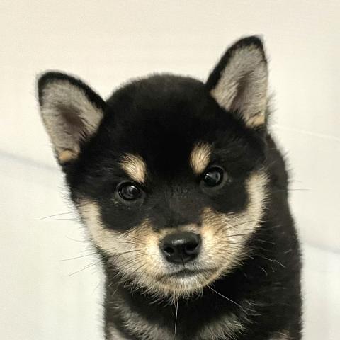柴犬