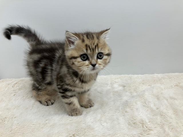 ブリティッシュショートヘア