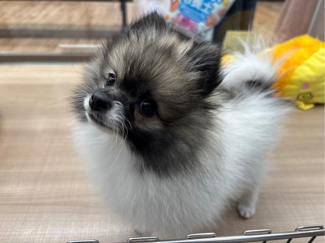 ポメラニアン