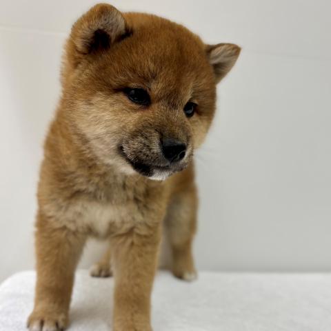 柴犬