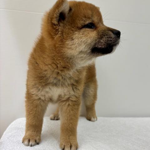 柴犬