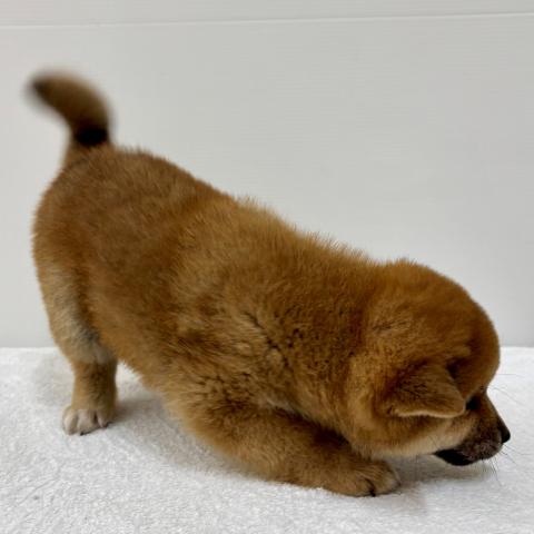 柴犬