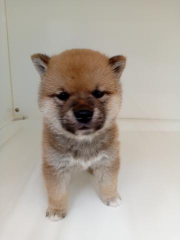 柴犬