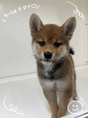 柴犬