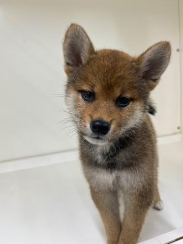 柴犬