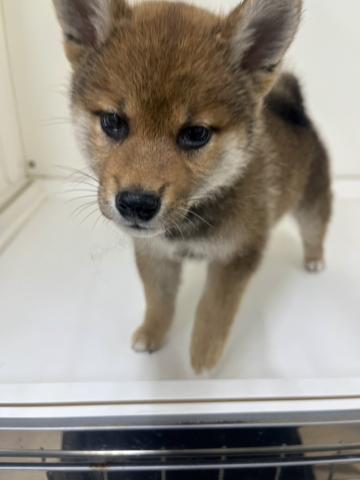 柴犬
