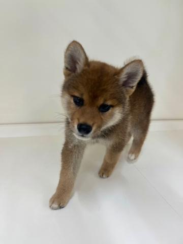 柴犬