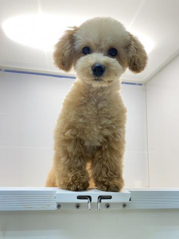 トイプードル