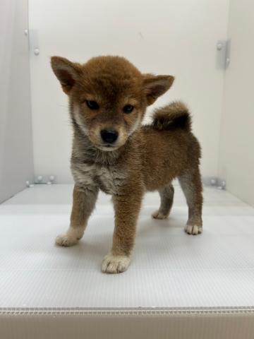 柴犬