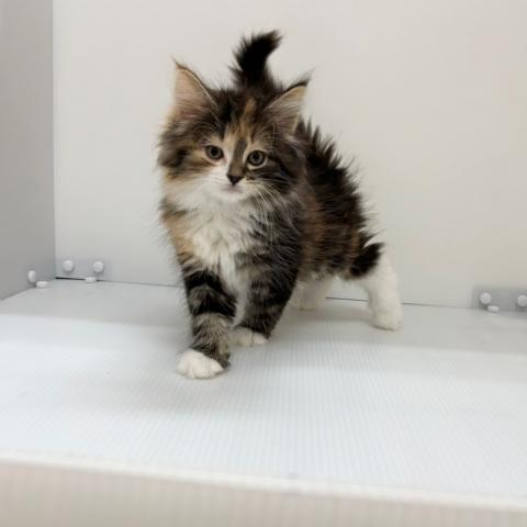 ノルウェージャンフォレストキャット