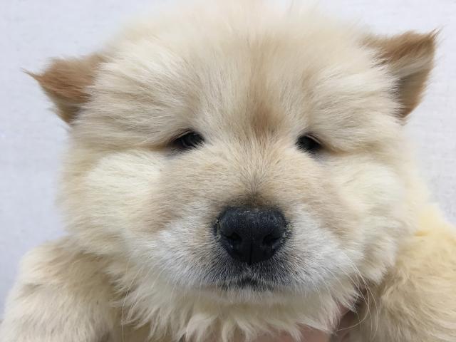 チャウチャウ