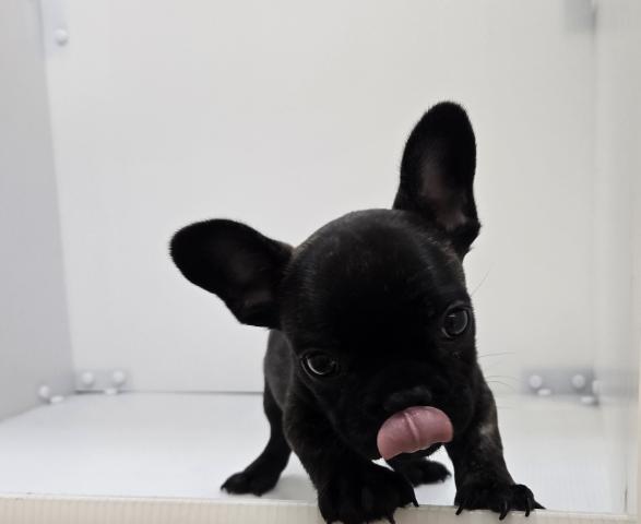 フレンチブルドッグ