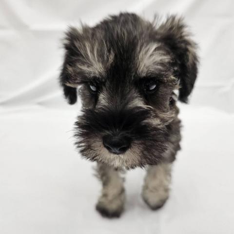 ミニチュアシュナウザー