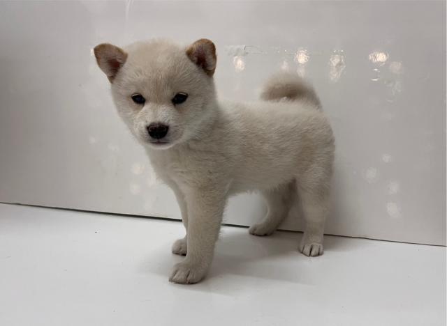 柴犬