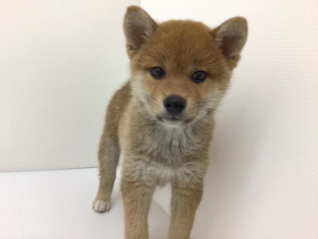 柴犬