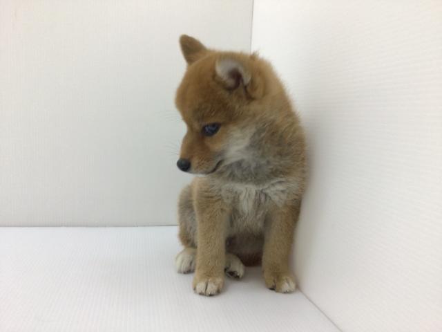 柴犬