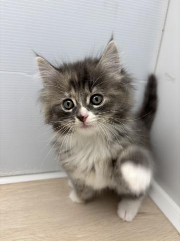 ノルウェージャンフォレストキャット