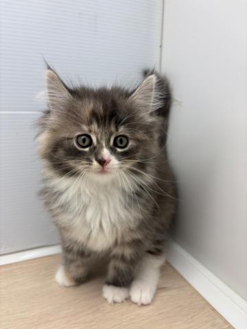 ノルウェージャンフォレストキャット