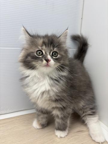 ノルウェージャンフォレストキャット