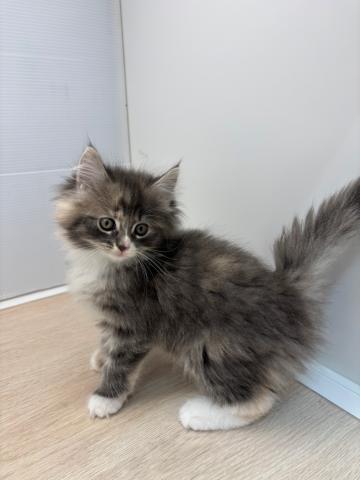 ノルウェージャンフォレストキャット