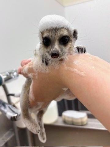 ミーアキャット