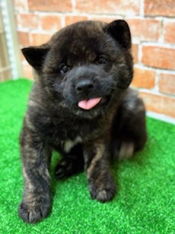 甲斐犬
