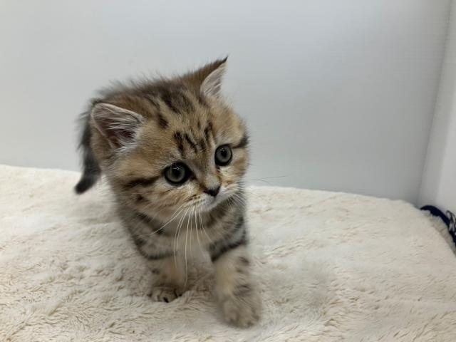 ブリティッシュショートヘア