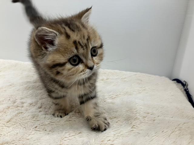 ブリティッシュショートヘア