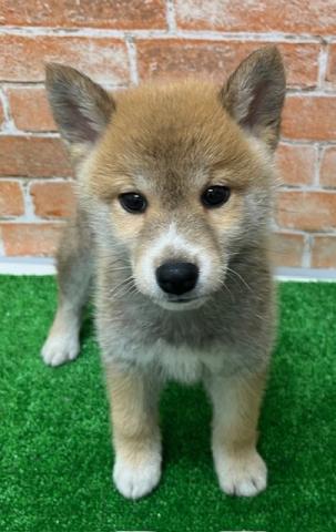 柴犬