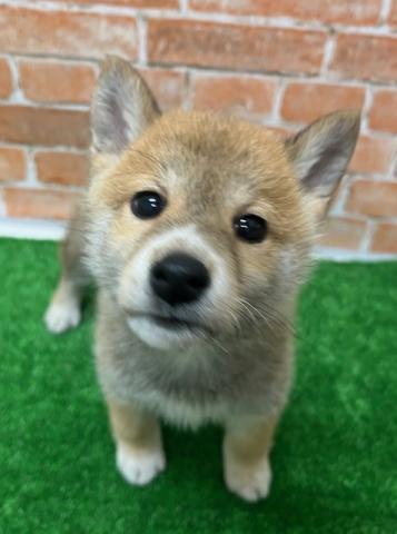 柴犬