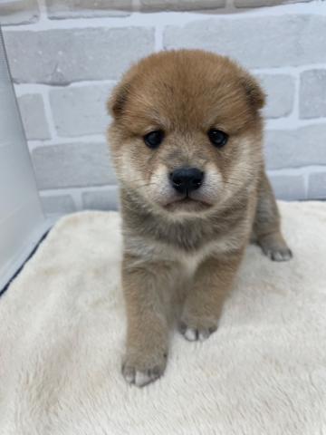 柴犬